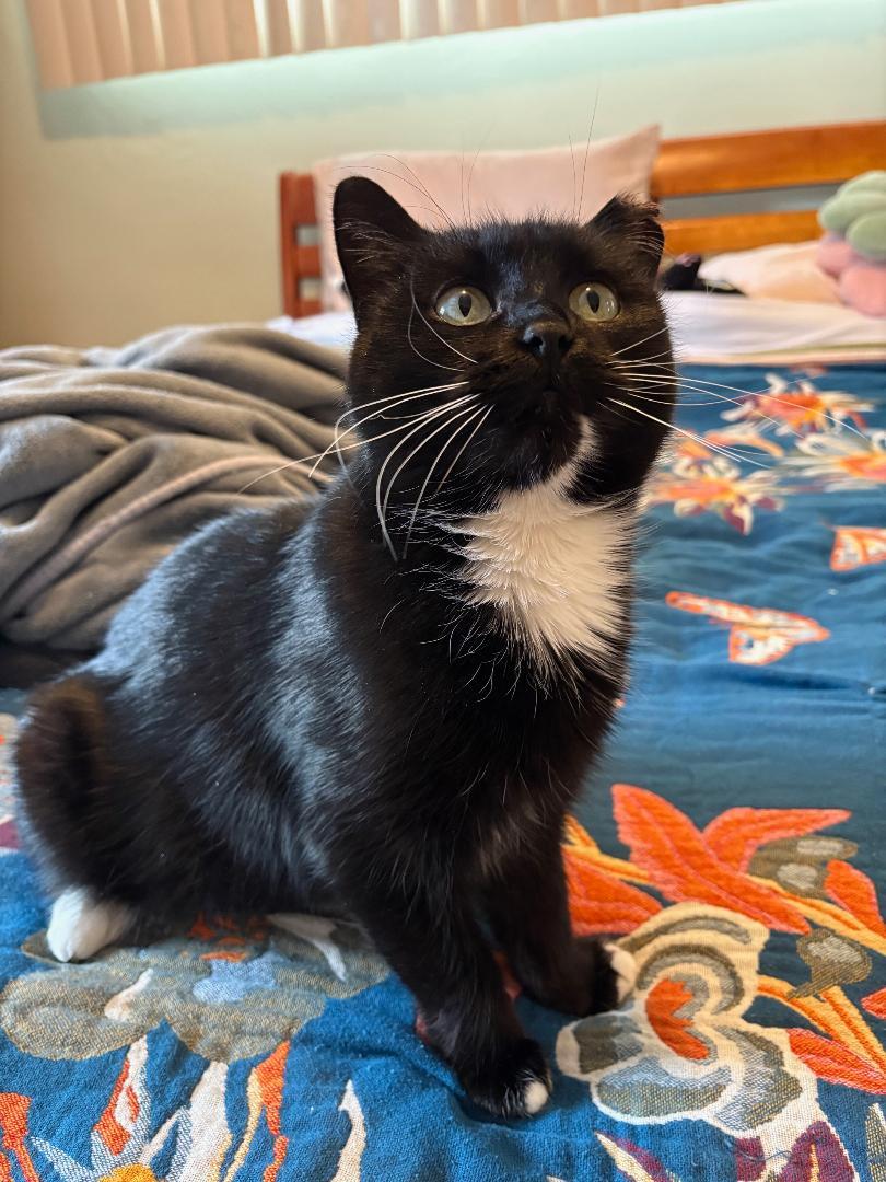 Enlarge Little Boots   ~ Adopted 3/21/26, an adopted Domestic Short Hair in Livonia, MI image 2/5