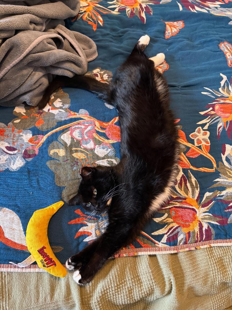 Enlarge Little Boots   ~ Adopted 3/21/26, an adopted Domestic Short Hair in Livonia, MI image 3/5