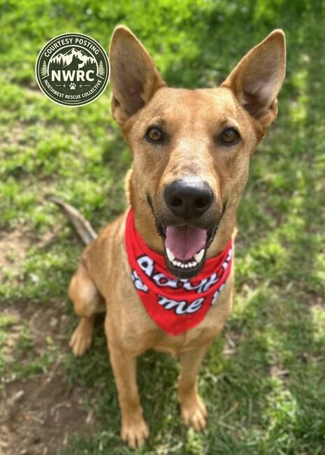 Enlarge Rocky, a Adoptable mixed breed in renton, WA image 4/5