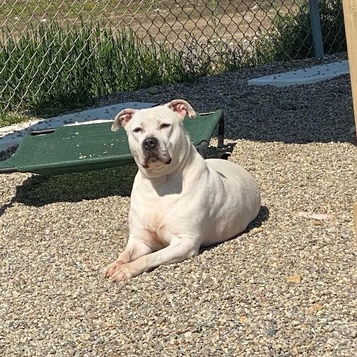 Ace, a Adoptable Pit Bull Terrier in Willimantic, CT image 2/8