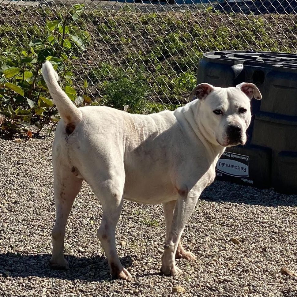 Ace, a Adoptable Pit Bull Terrier in Willimantic, CT image 3/8