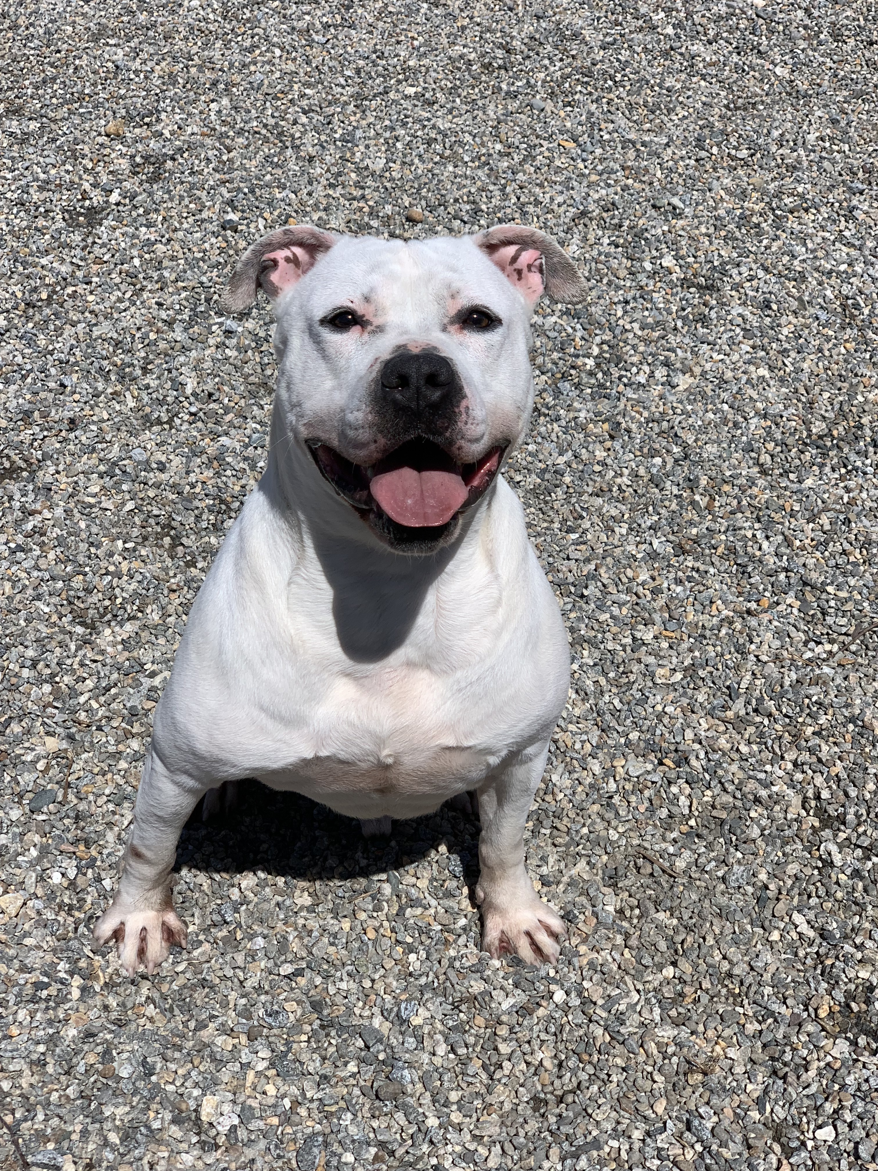 Ace, a Adoptable Pit Bull Terrier in Willimantic, CT image 4/8