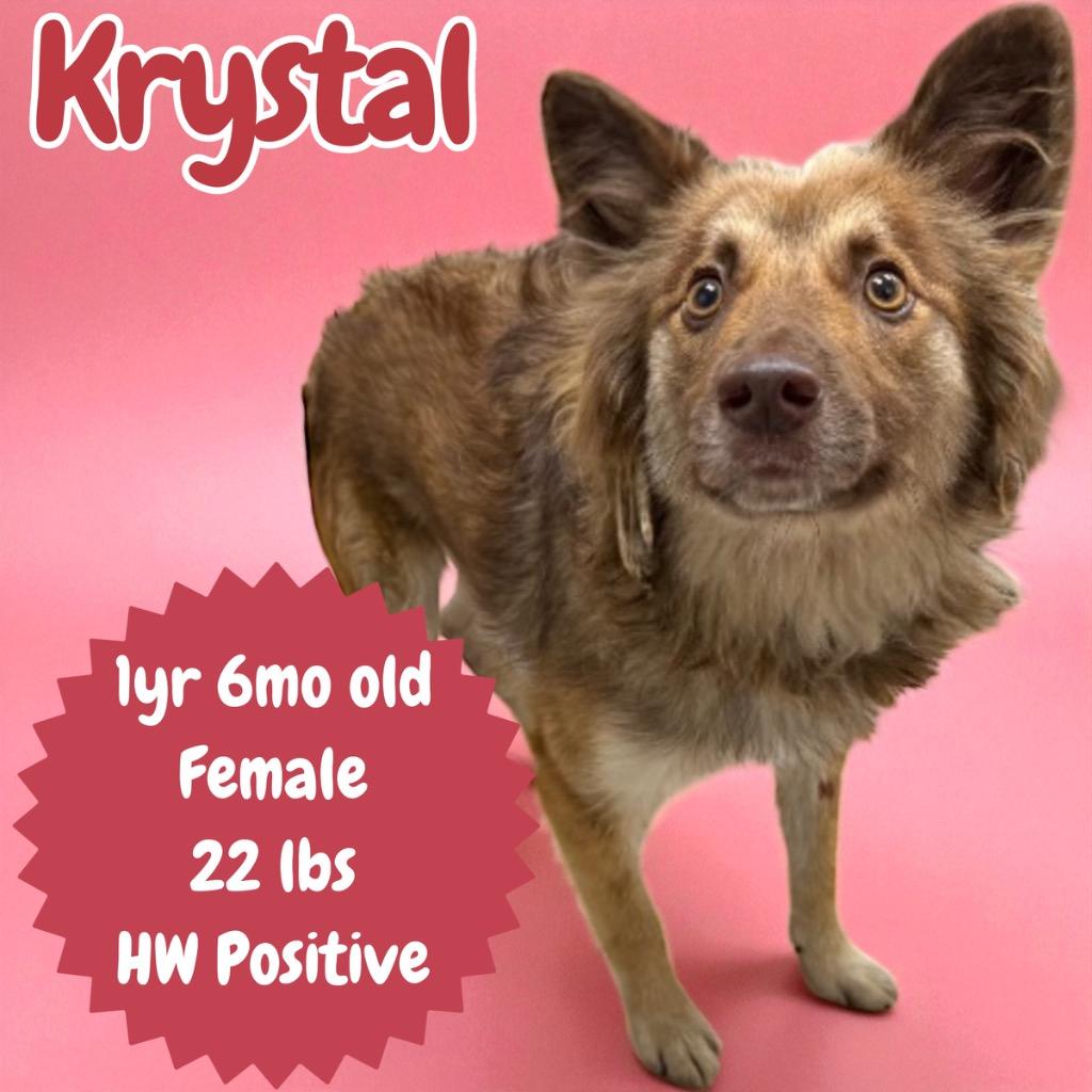 Krystal, Adoptable, Young Female Australian Shepherd & Australian Kelpie.