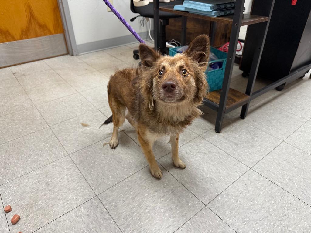 Enlarge Krystal, a Adoptable mixed breed in Sorrento, LA image 2/2