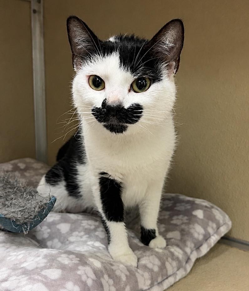 Lyra, ADOPTABLE, Young Female Domestic Short Hair.