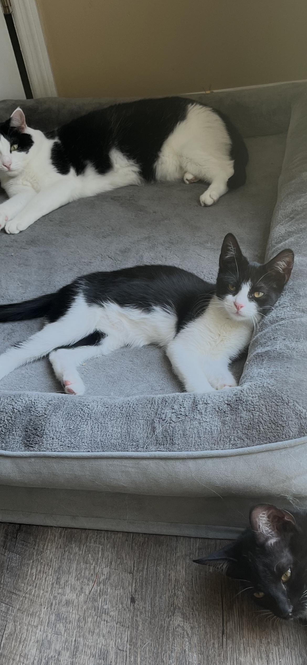 Inej Ghafa, a Adoptable Domestic Short Hair in Little River, SC image 1/5