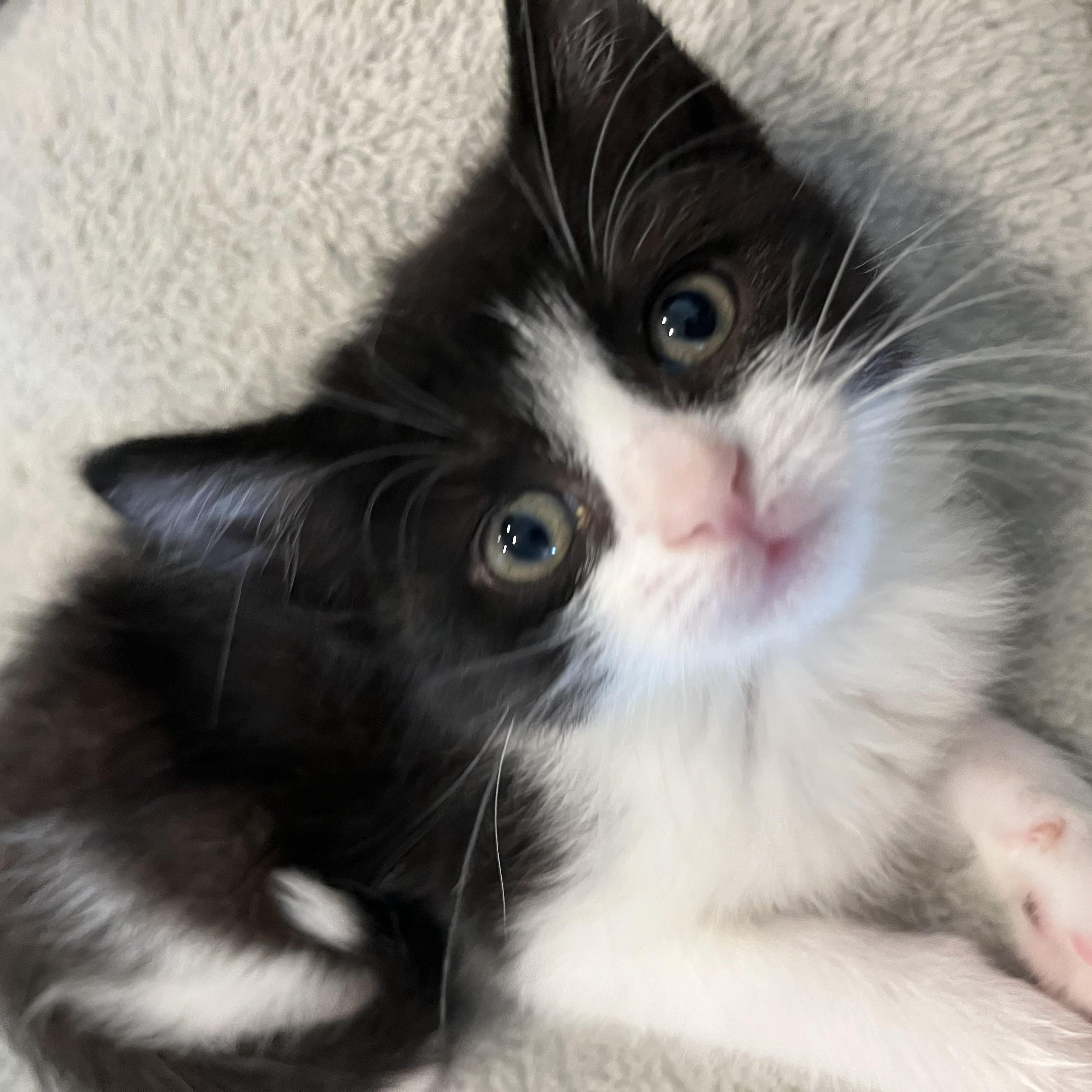 Inej Ghafa, Adoptable, Kitten Female Domestic Short Hair.