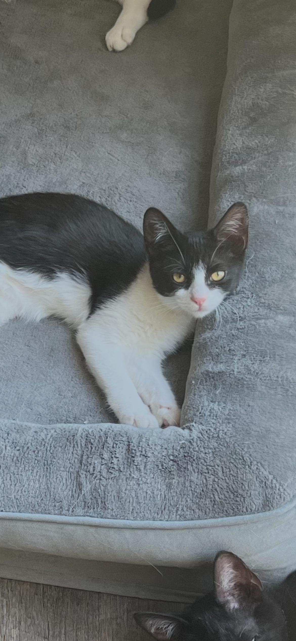 Inej Ghafa, a Adoptable Domestic Short Hair in Little River, SC image 2/5