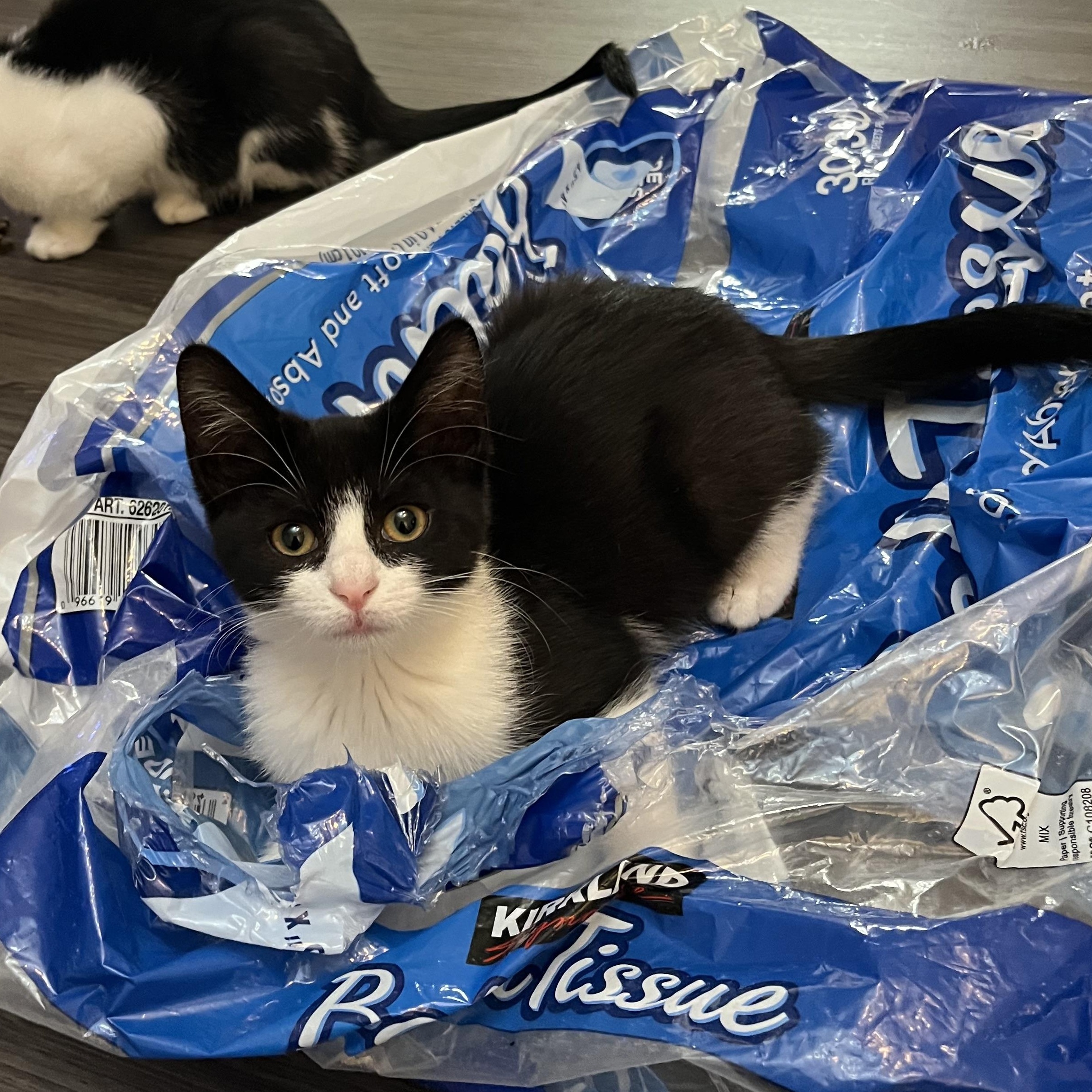 Inej Ghafa, a Adoptable Domestic Short Hair in Little River, SC image 3/5