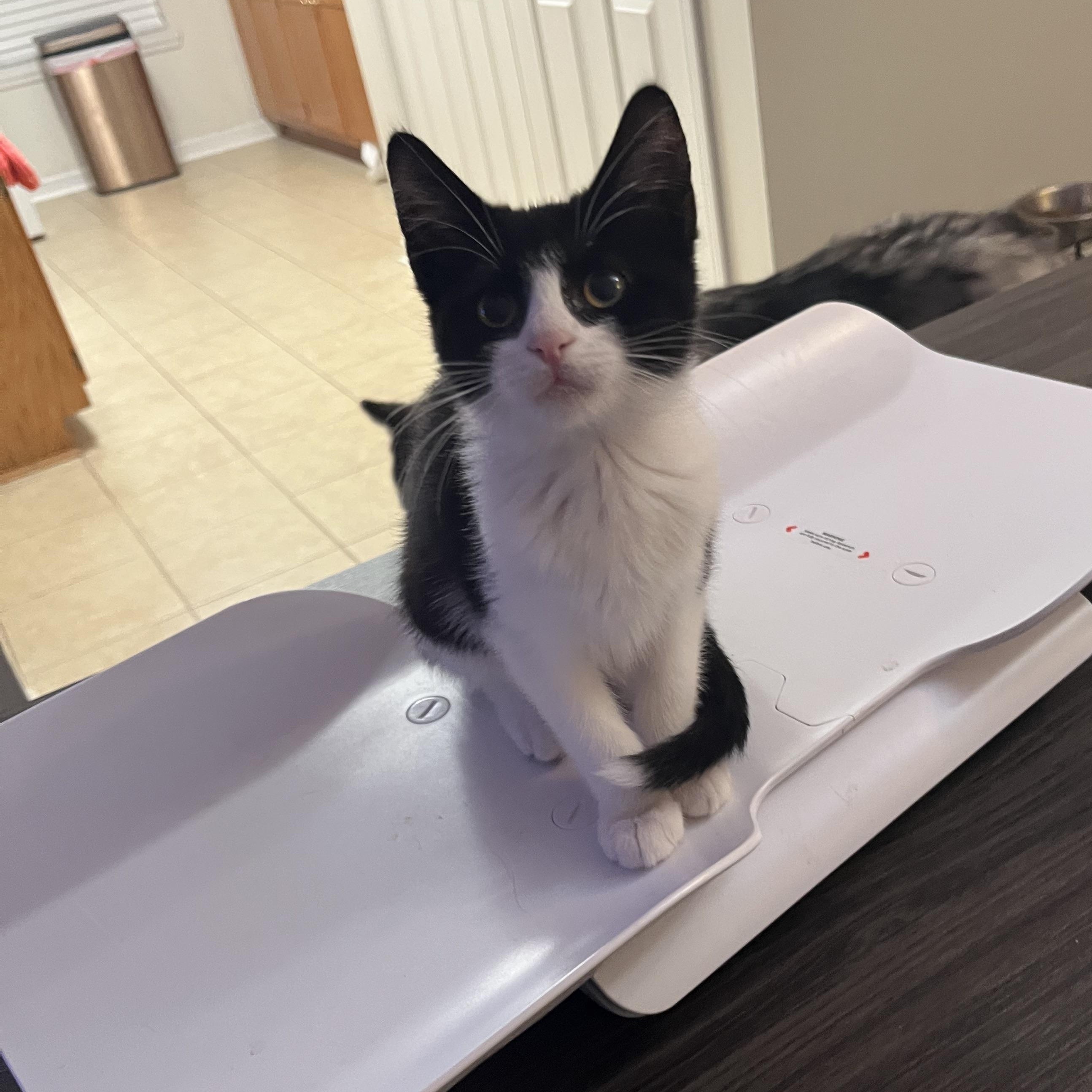 Inej Ghafa, a Adoptable Domestic Short Hair in Little River, SC image 5/5