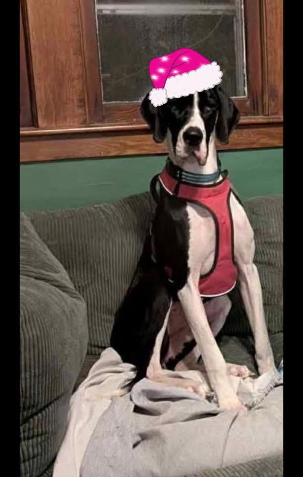Sally Mae, adoptable, Young Female Great Dane.