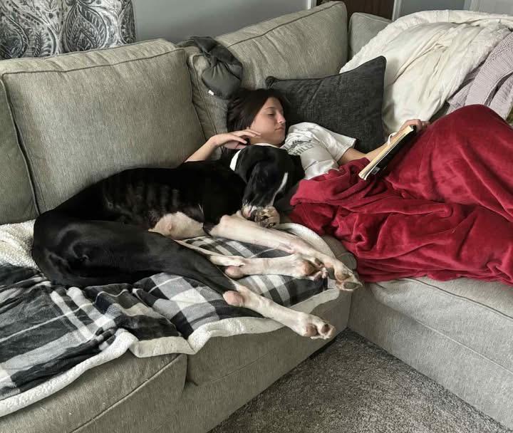 Enlarge Sally Mae, an adoptable Great Dane in GLEN MILLS, PA image 2/4