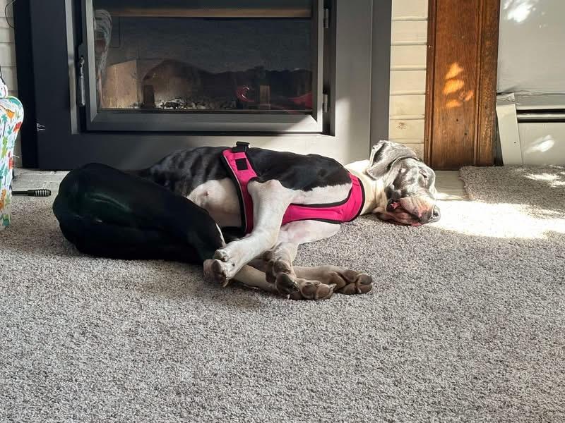 Enlarge Sally Mae, an adoptable Great Dane in GLEN MILLS, PA image 3/4