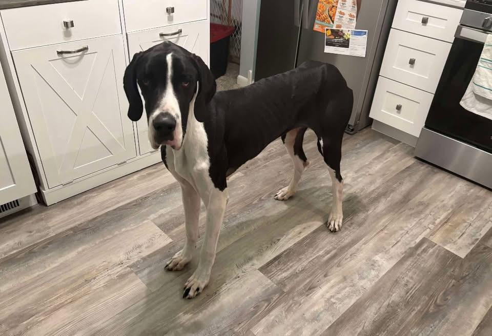 Enlarge Sally Mae, an adoptable Great Dane in GLEN MILLS, PA image 4/4