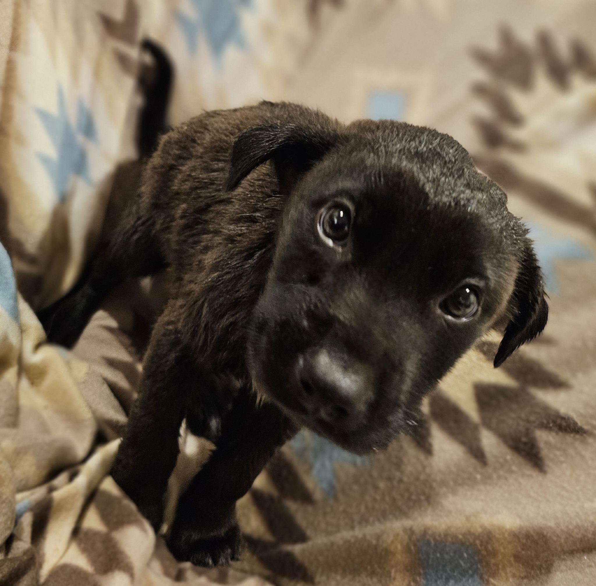 Enlarge Tristan, a ADOPTABLE Black Labrador Retriever in Fort Payne, AL image 4/6
