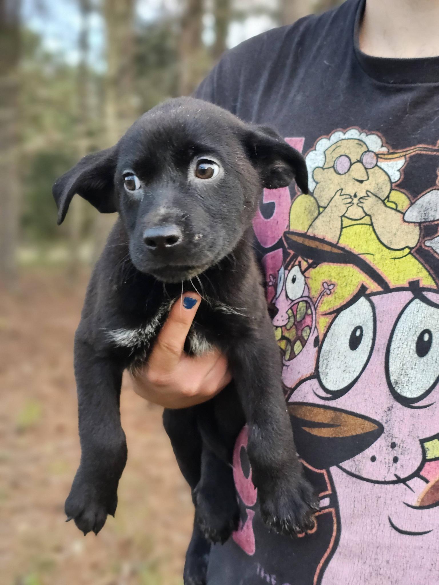 Enlarge Tristan, a ADOPTABLE Black Labrador Retriever in Fort Payne, AL image 6/6