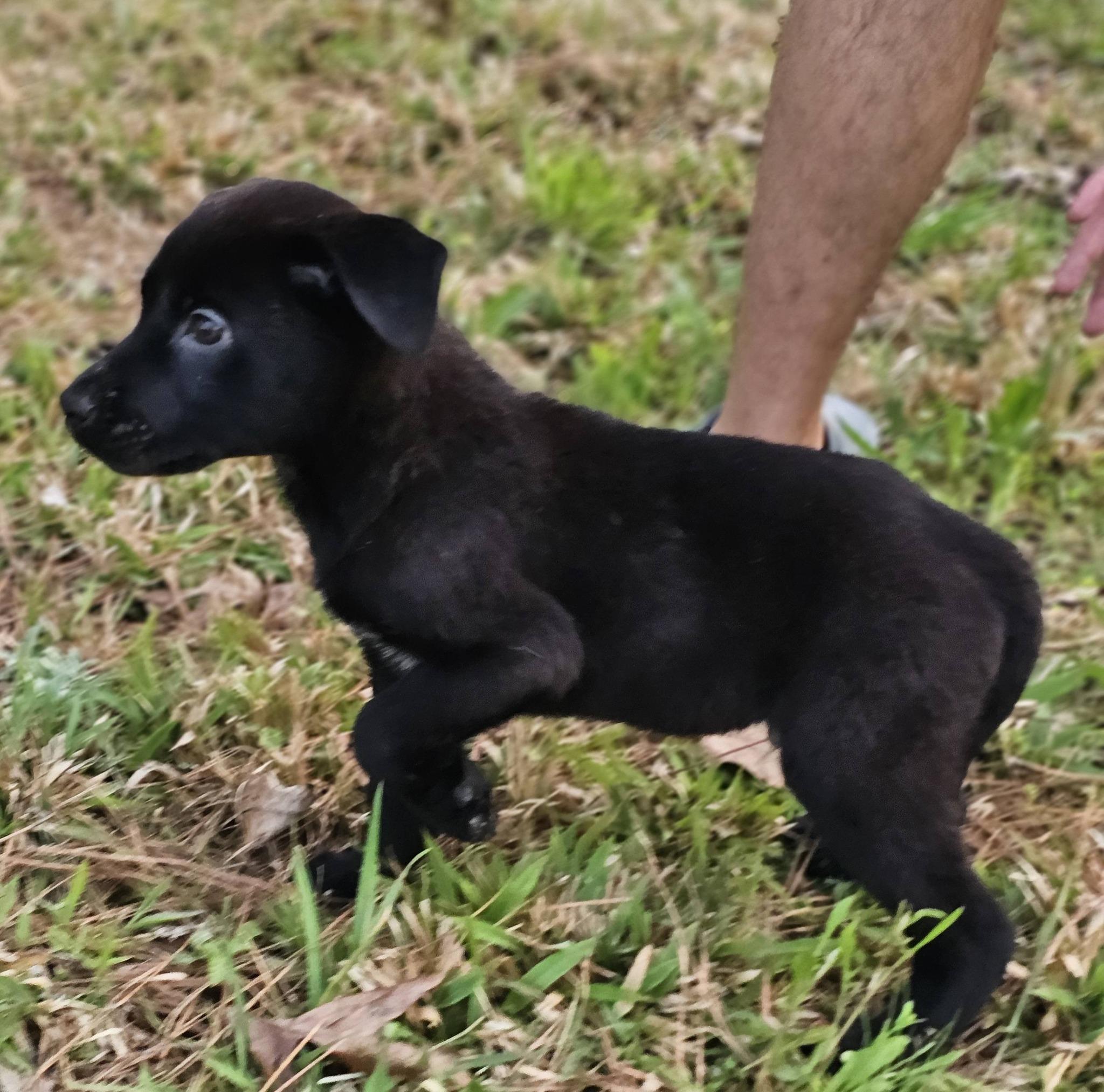 Enlarge Tristan, a ADOPTABLE Black Labrador Retriever in Fort Payne, AL image 5/6