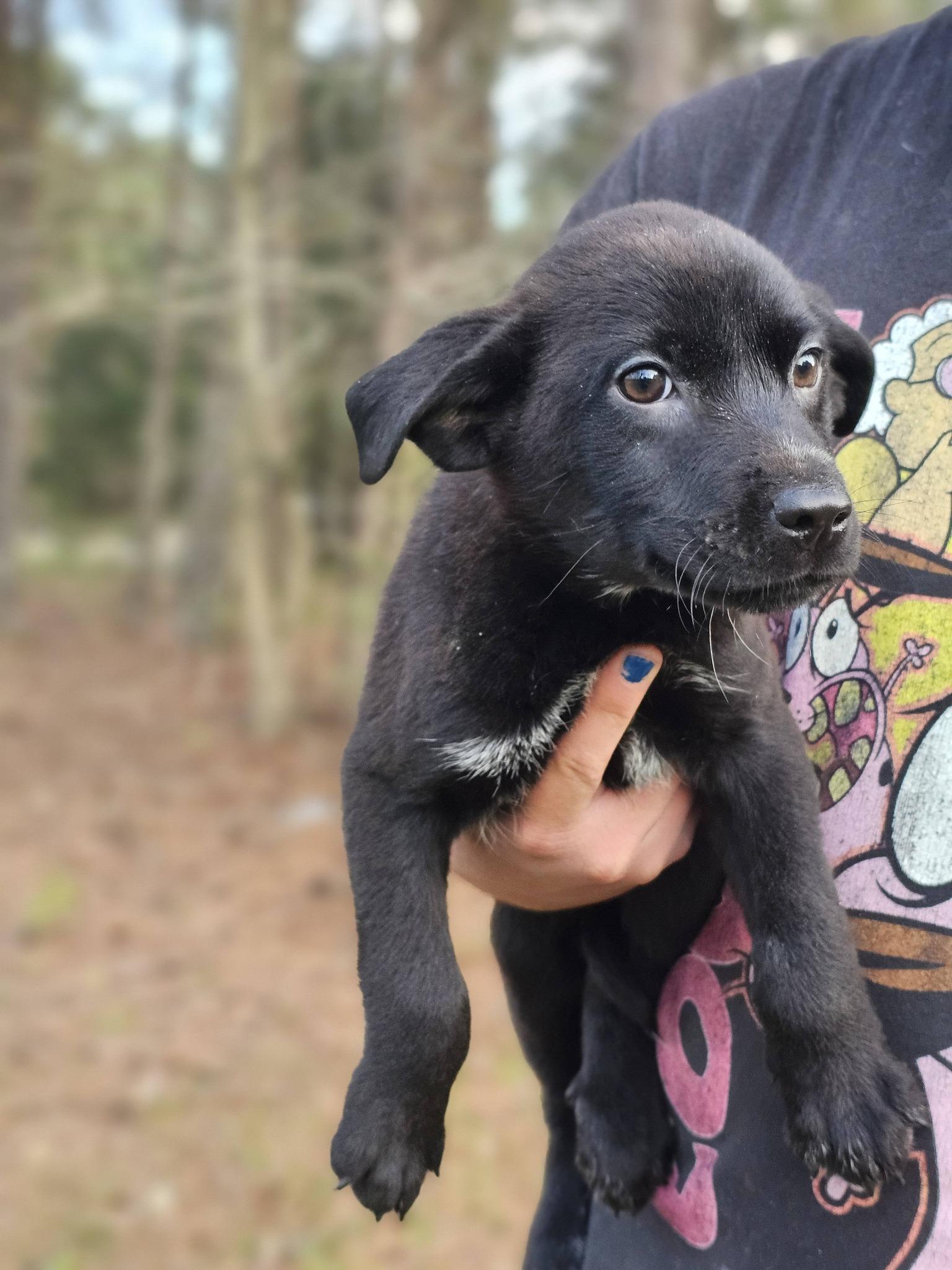 Enlarge Tristan, a ADOPTABLE Black Labrador Retriever in Fort Payne, AL image 2/6