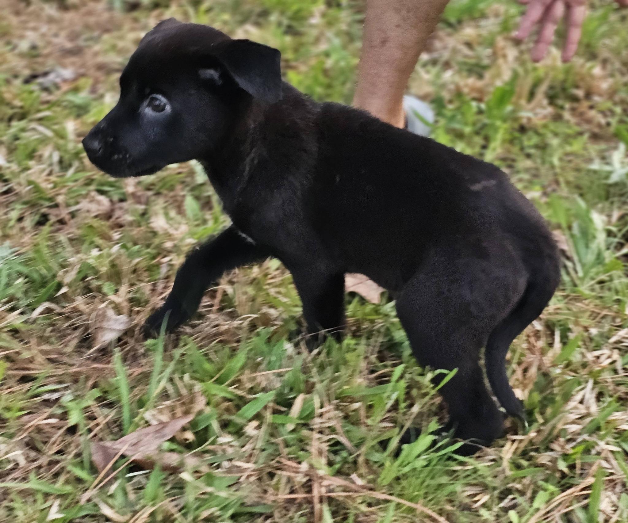 Enlarge Tristan, a ADOPTABLE Black Labrador Retriever in Fort Payne, AL image 3/6