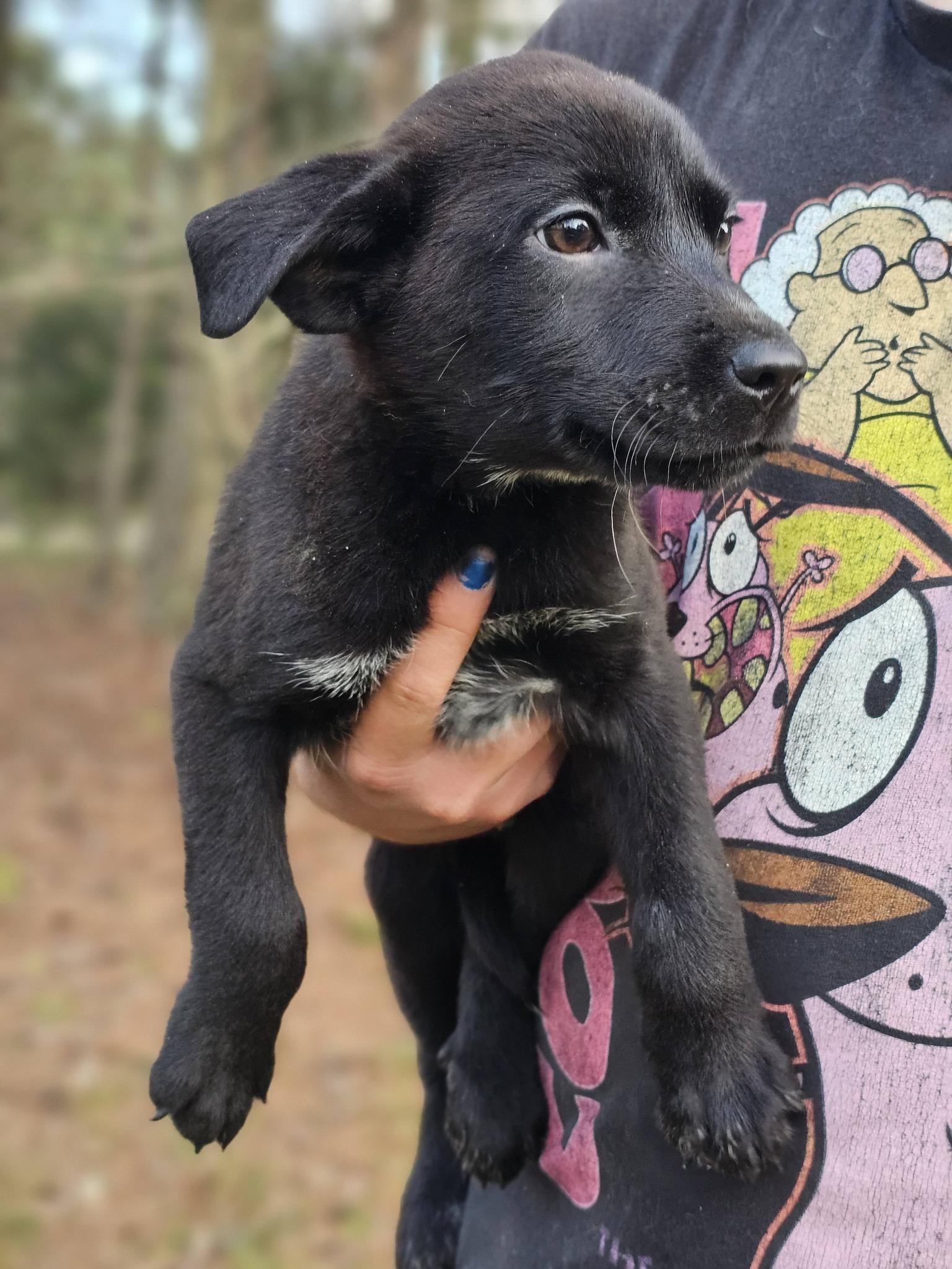 Tristan, ADOPTABLE, Puppy Male Black Labrador Retriever.