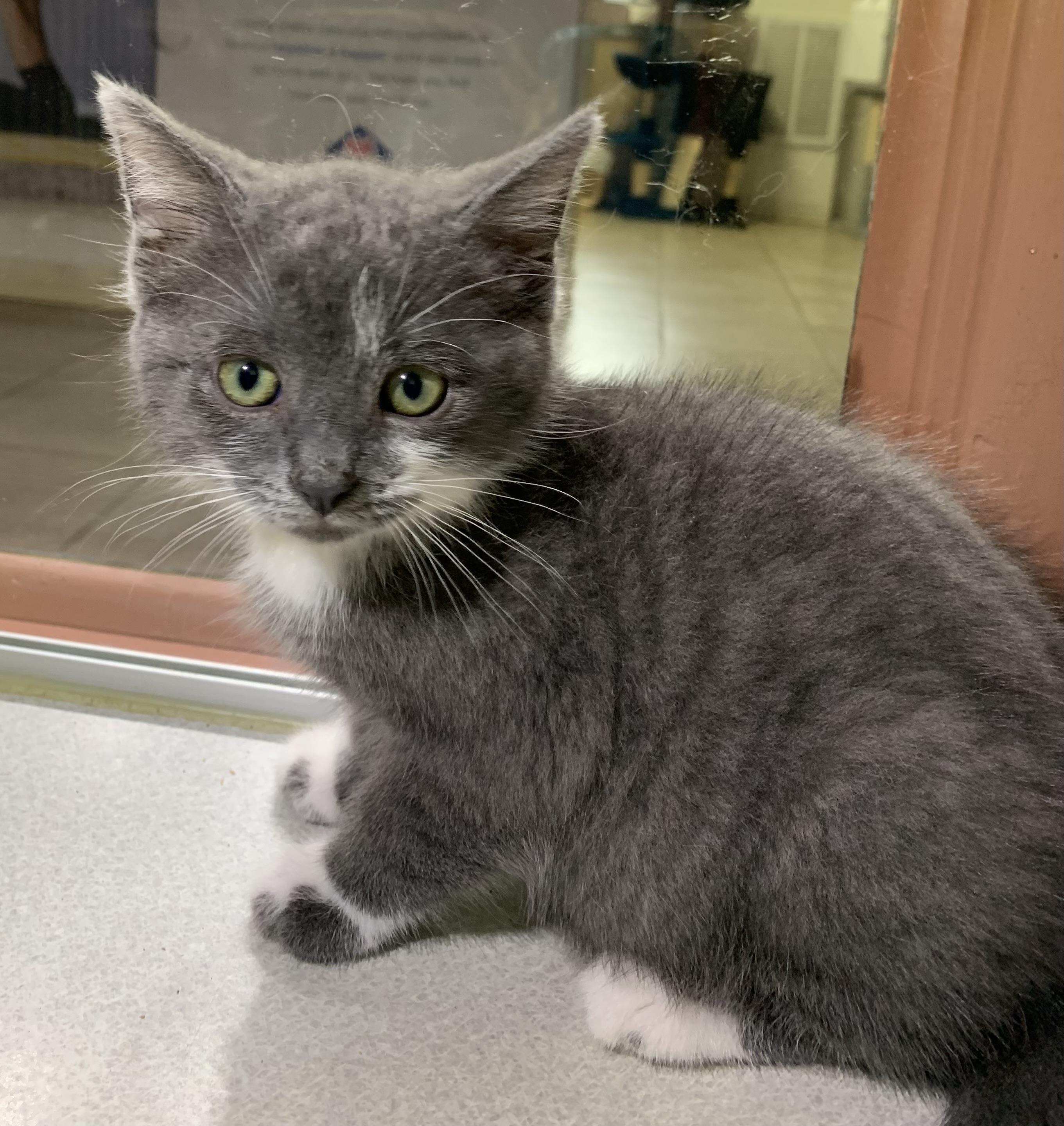 Triscuit, adopted, Kitten Male Domestic Short Hair.