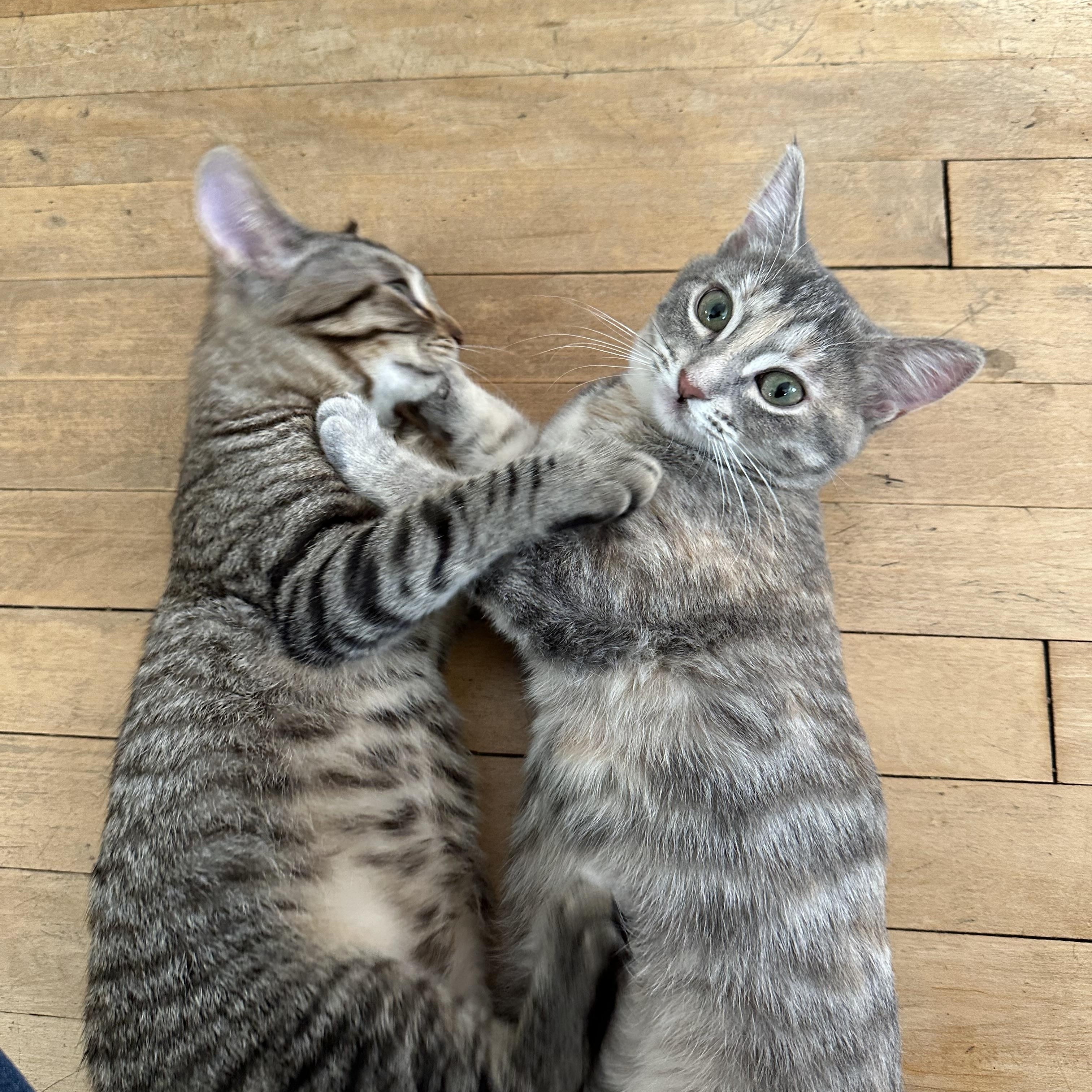 Enlarge The Breakfast Club - Lucky Charms, Fruity Pebbles, & Boo Berry, a ADOPTABLE Domestic Short Hair in Milwaukee, WI image 2/6