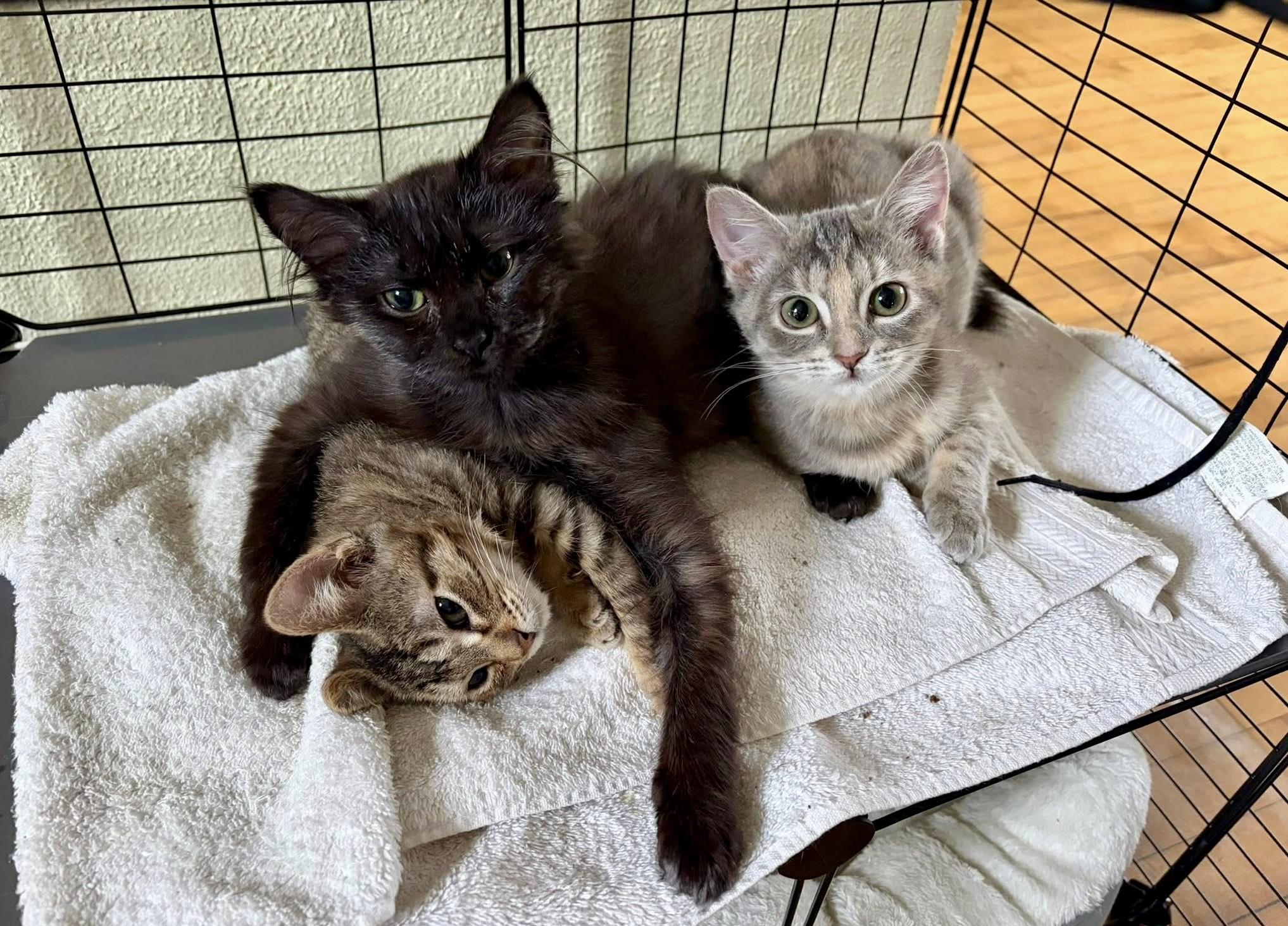 Enlarge The Breakfast Club - Lucky Charms, Fruity Pebbles, & Boo Berry, a ADOPTABLE Domestic Short Hair in Milwaukee, WI image 1/6