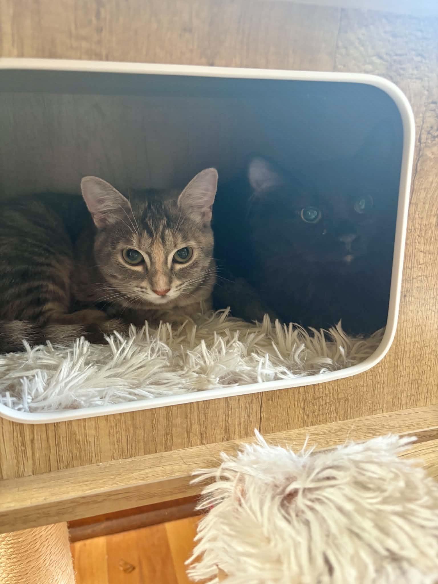 Enlarge The Breakfast Club - Lucky Charms, Fruity Pebbles, & Boo Berry, a ADOPTABLE Domestic Short Hair in Milwaukee, WI image 3/6