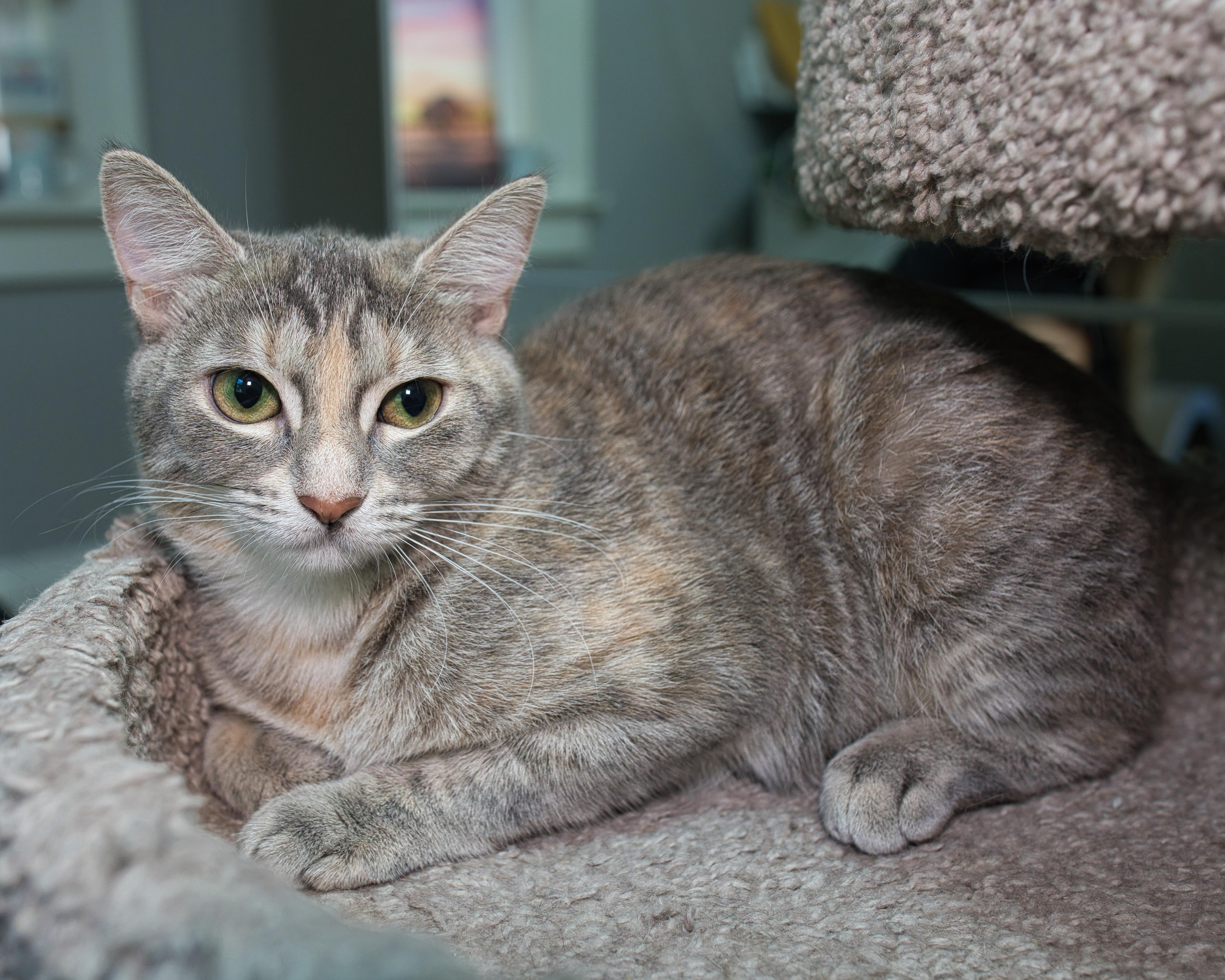 Enlarge The Breakfast Club - Lucky Charms, Fruity Pebbles, & Boo Berry, a ADOPTABLE Domestic Short Hair in Milwaukee, WI image 5/6