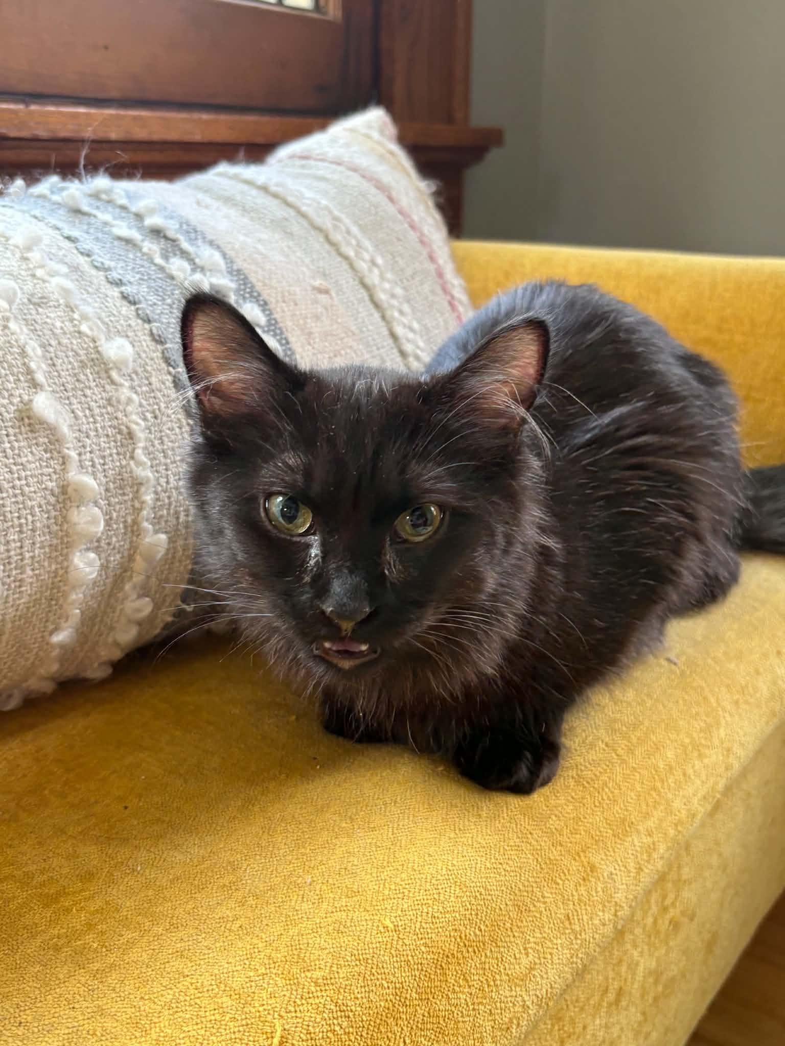 Enlarge The Breakfast Club - Lucky Charms, Fruity Pebbles, & Boo Berry, a ADOPTABLE Domestic Short Hair in Milwaukee, WI image 4/6