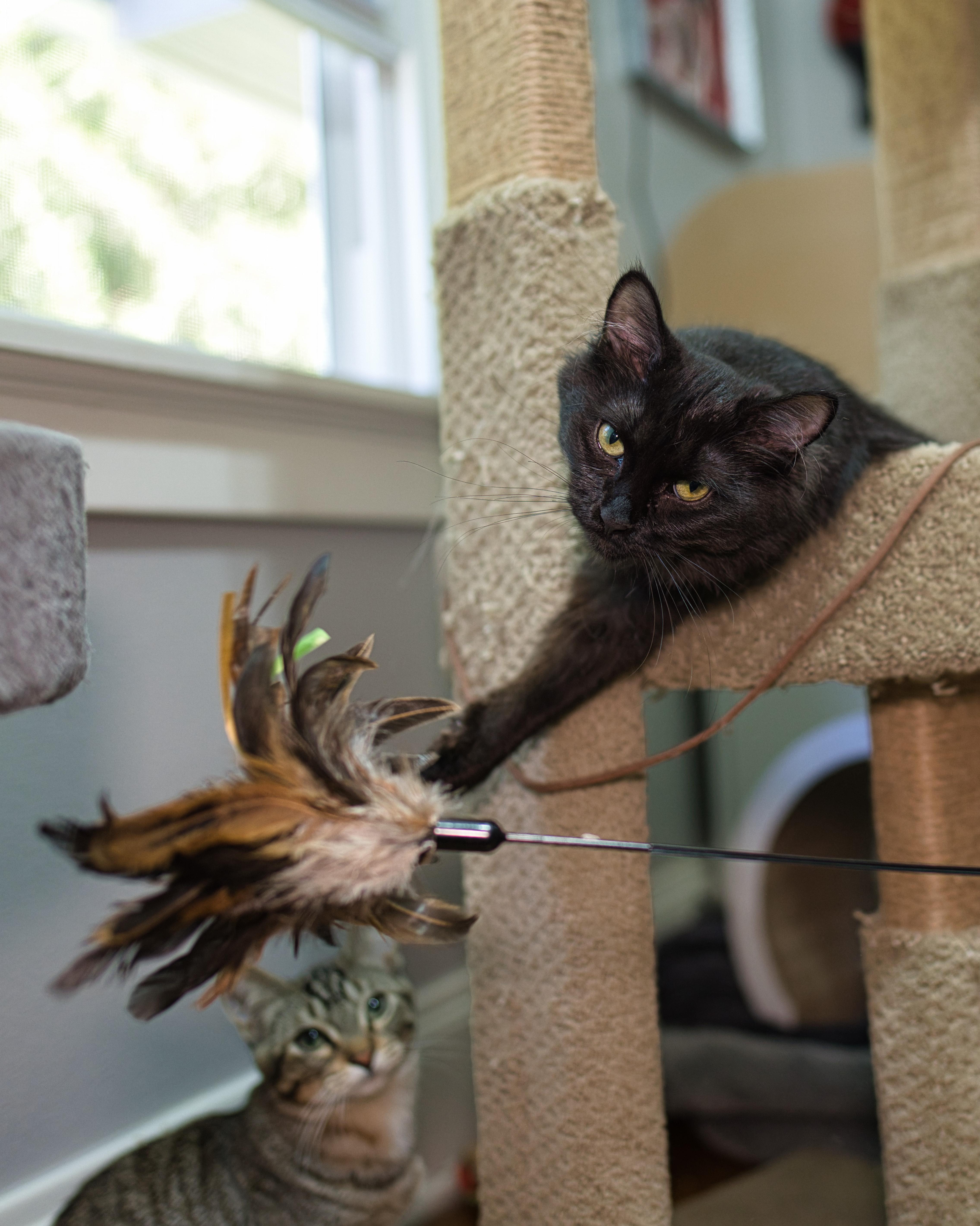 Enlarge The Breakfast Club - Lucky Charms, Fruity Pebbles, & Boo Berry, a ADOPTABLE Domestic Short Hair in Milwaukee, WI image 6/6