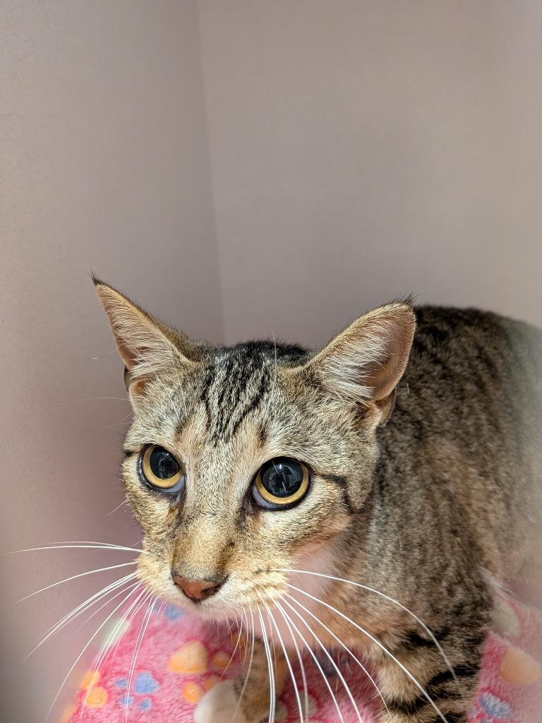 Amelie, Adoptable, Young Female Domestic Short Hair.