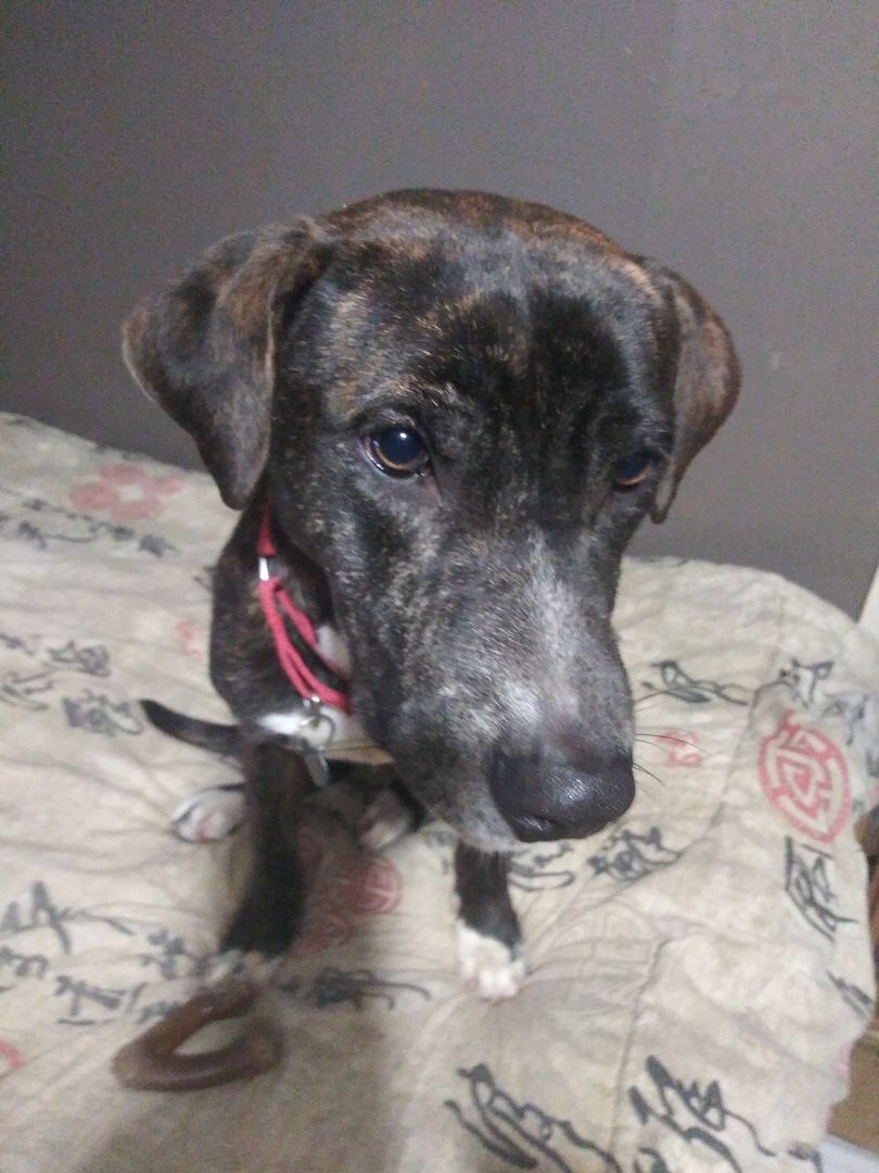 Enlarge Rudy, a Adoptable mixed breed in Stone Mountain, GA image 1/3