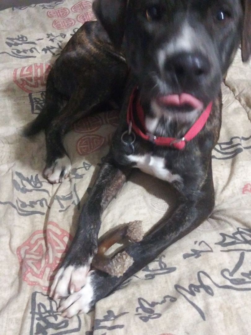 Enlarge Rudy, a Adoptable mixed breed in Stone Mountain, GA image 2/3