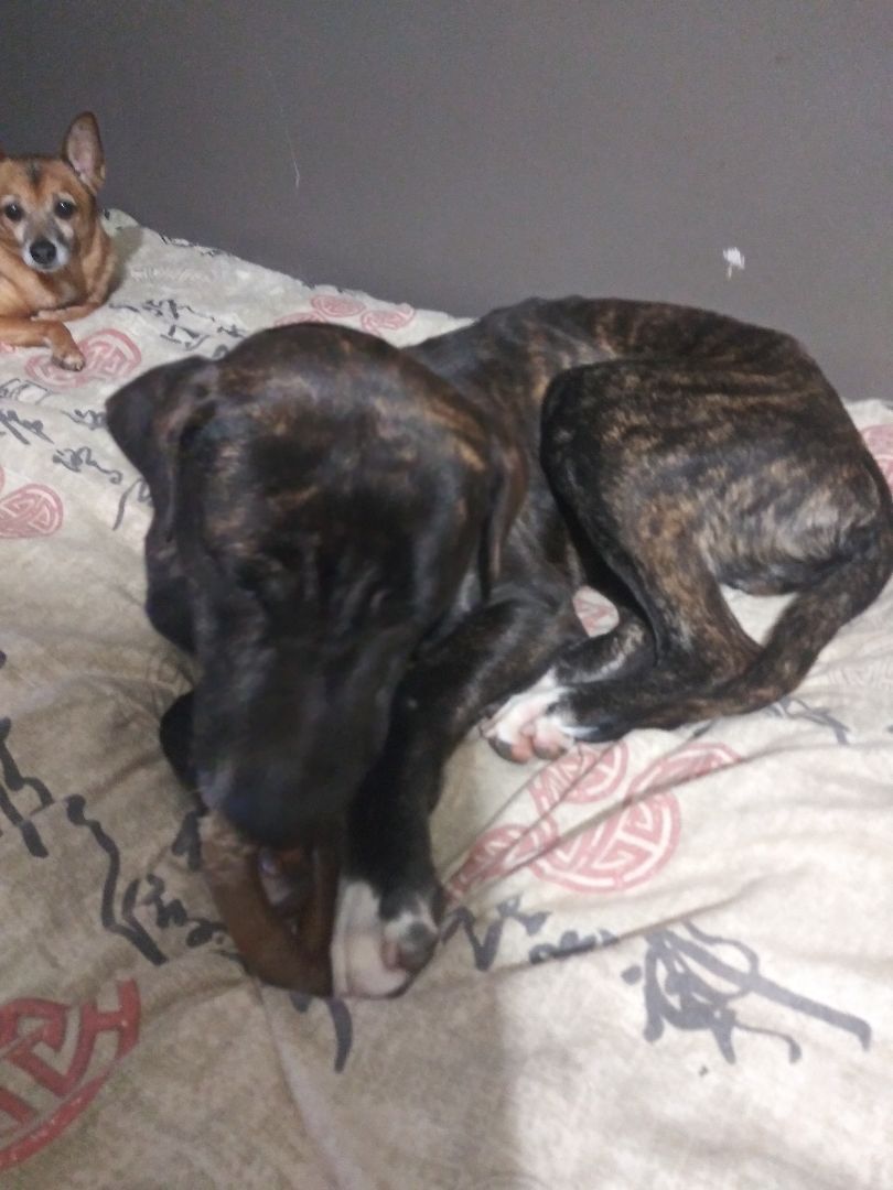 Enlarge Rudy, a Adoptable mixed breed in Stone Mountain, GA image 3/3