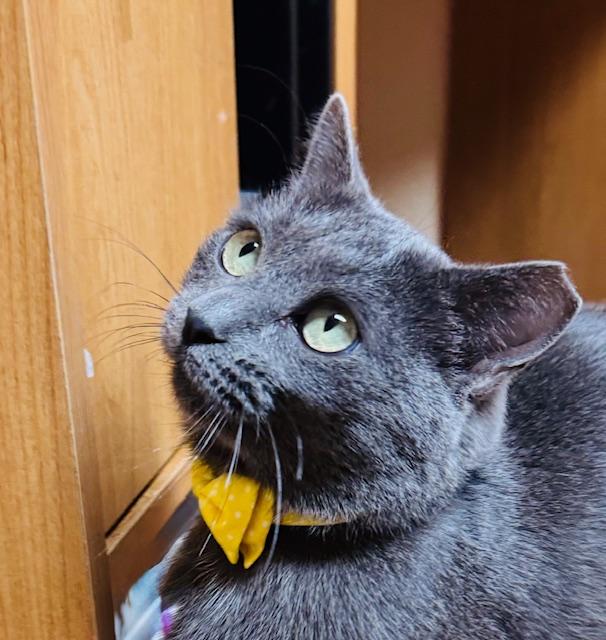 Enlarge Pebbles, an adoptable Domestic Short Hair in Las Vegas, NV image 1/5