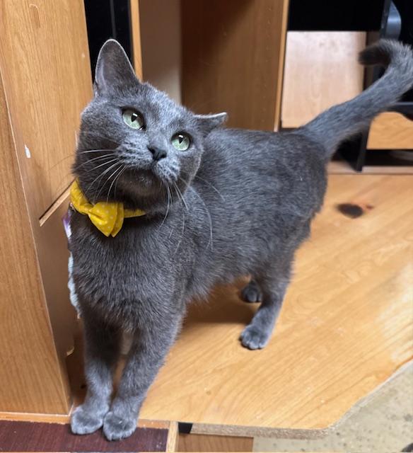 Enlarge Pebbles, an adoptable Domestic Short Hair in Las Vegas, NV image 2/5