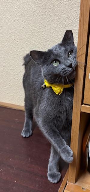 Enlarge Pebbles, an adoptable Domestic Short Hair in Las Vegas, NV image 3/5