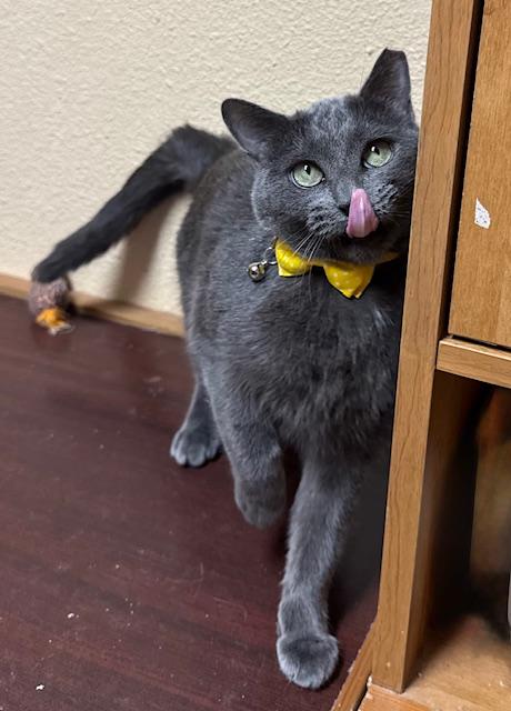 Enlarge Pebbles, an adoptable Domestic Short Hair in Las Vegas, NV image 4/5