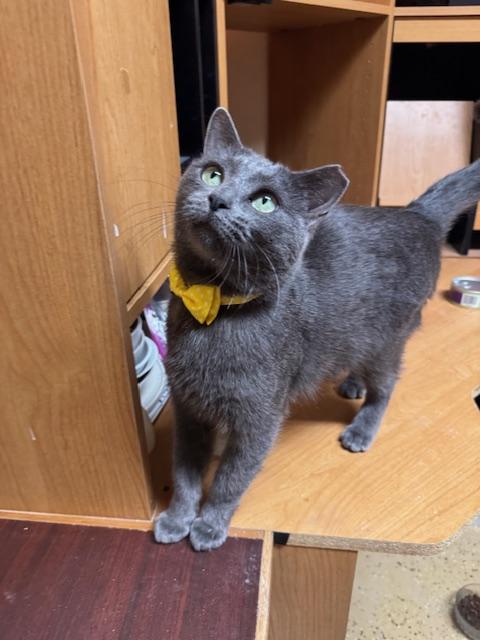 Enlarge Pebbles, an adoptable Domestic Short Hair in Las Vegas, NV image 5/5