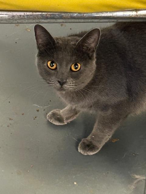 Enlarge Piper, a Adoptable Chartreux in Grand Junction, CO image 1/1