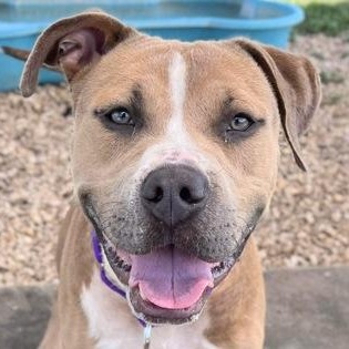 Enlarge Beck, an adoptable Mixed Breed in Georgetown, TX image 2/6