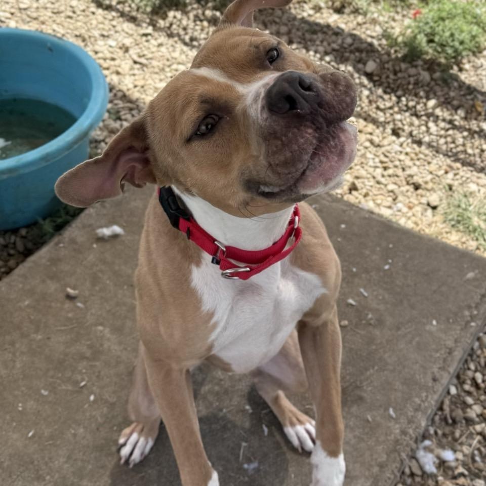 Enlarge Beck, an adoptable Mixed Breed in Georgetown, TX image 3/6