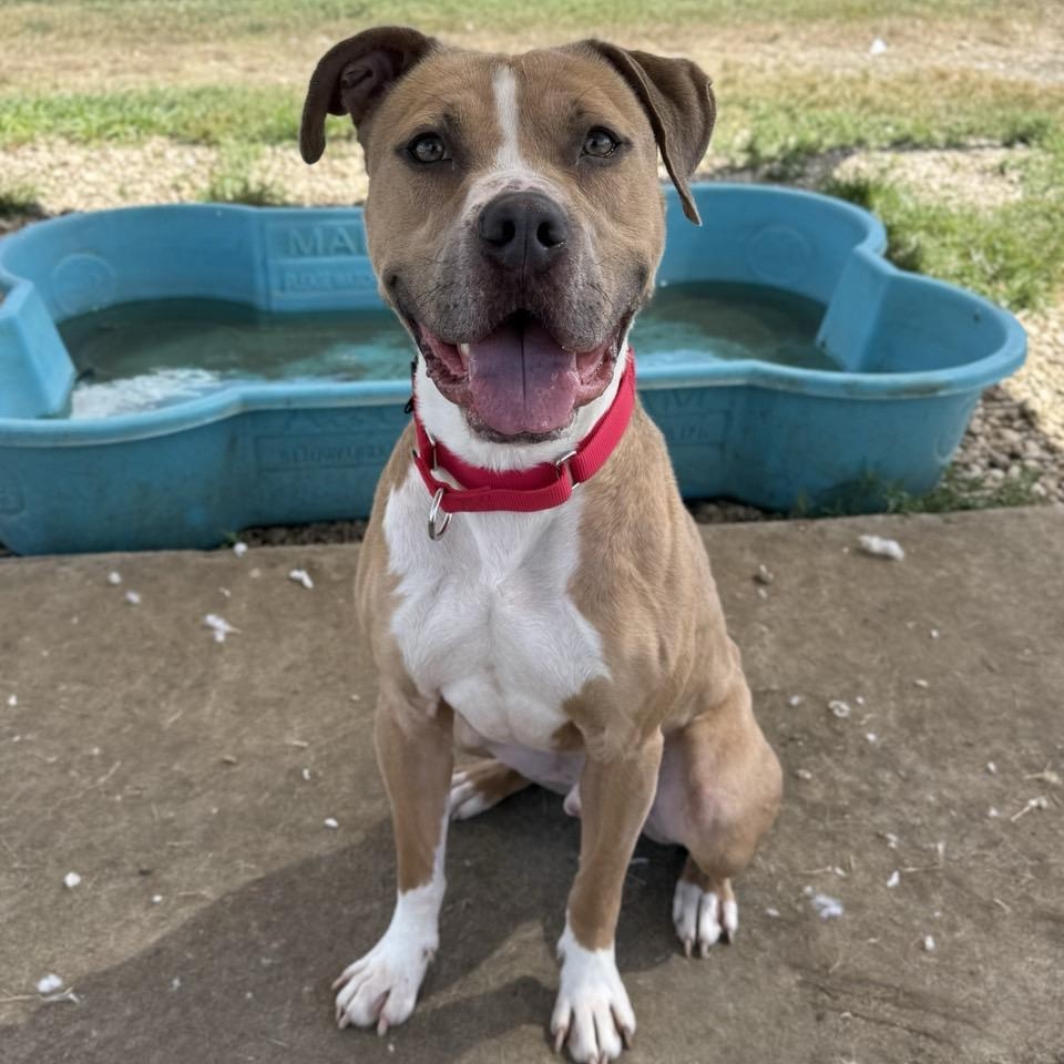 Enlarge Beck, an adoptable Mixed Breed in Georgetown, TX image 4/6
