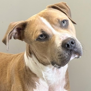 Enlarge Beck, an adoptable Mixed Breed in Georgetown, TX image 6/6