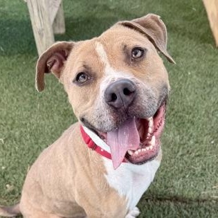 Enlarge Beck, an adoptable Mixed Breed in Georgetown, TX image 1/6