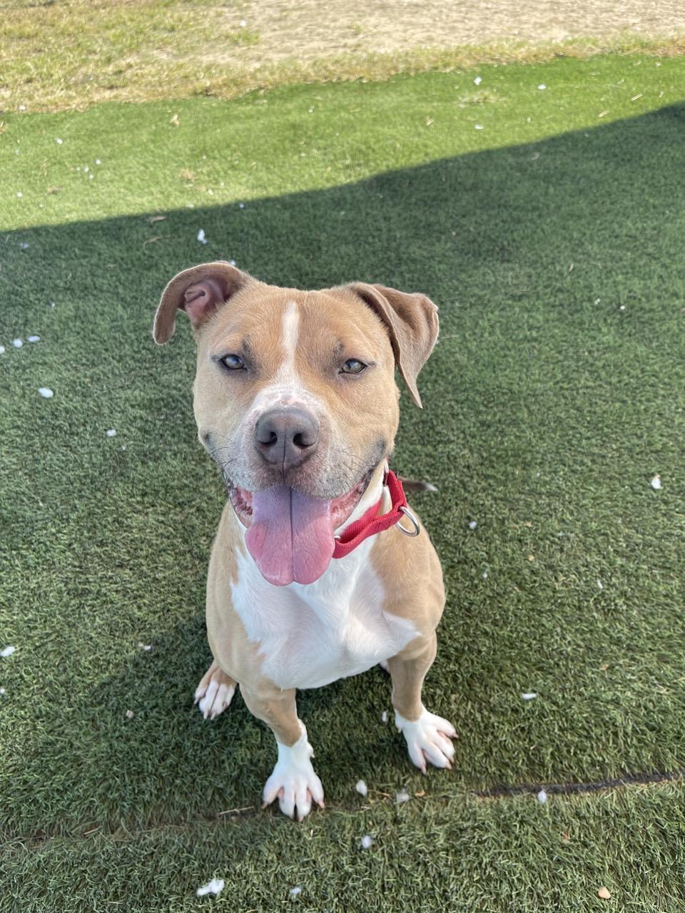 Beck, an adoptable Mixed Breed in Georgetown, TX image 6/6