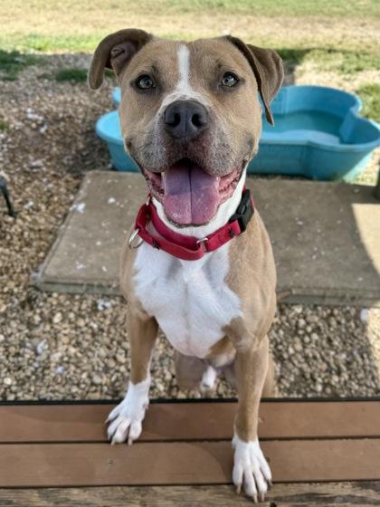 Enlarge Beck, an adoptable Mixed Breed in Georgetown, TX image 5/6