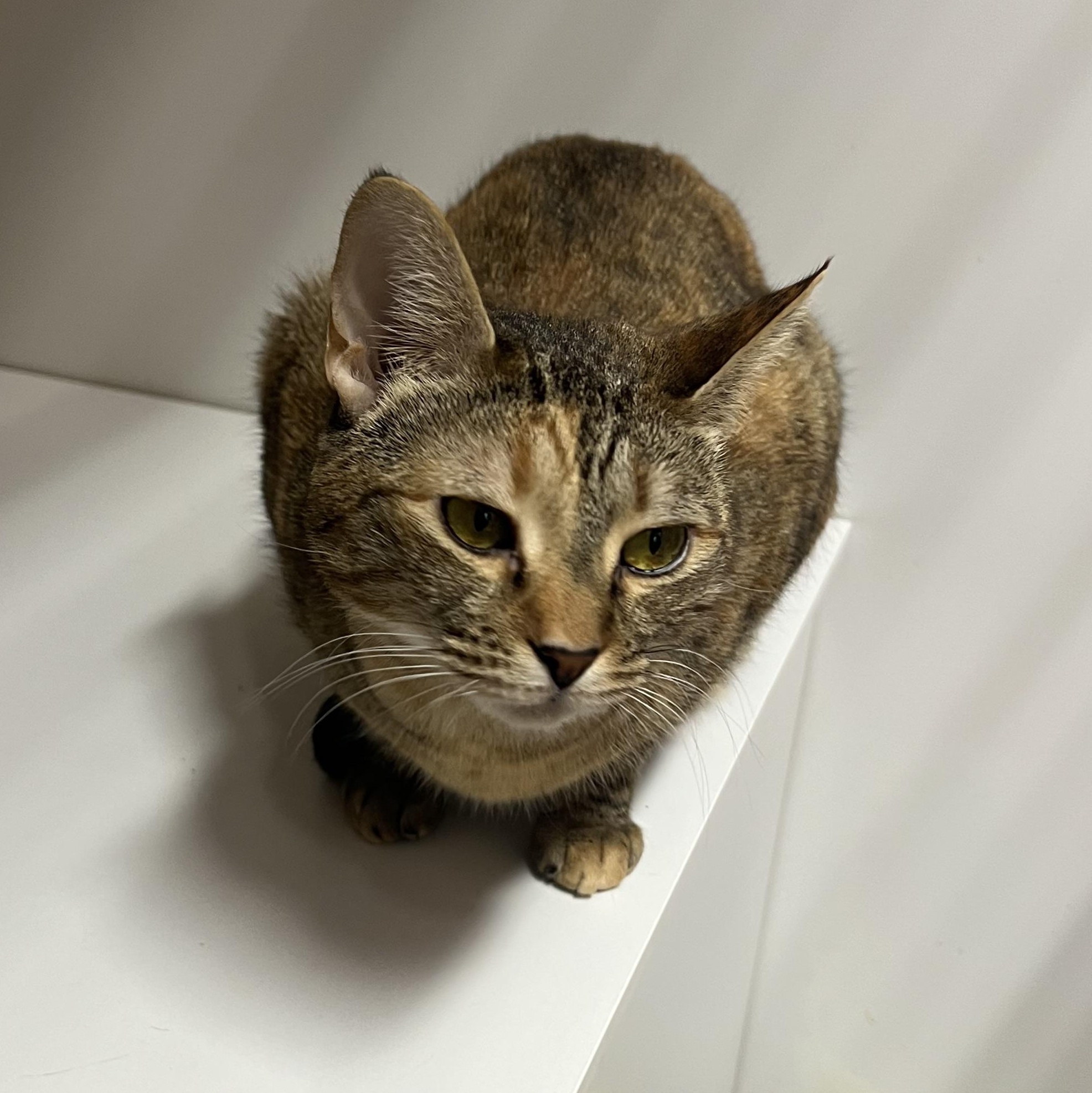 Enlarge Darcie, a Adoptable Domestic Short Hair in Knoxville, GA image 2/3