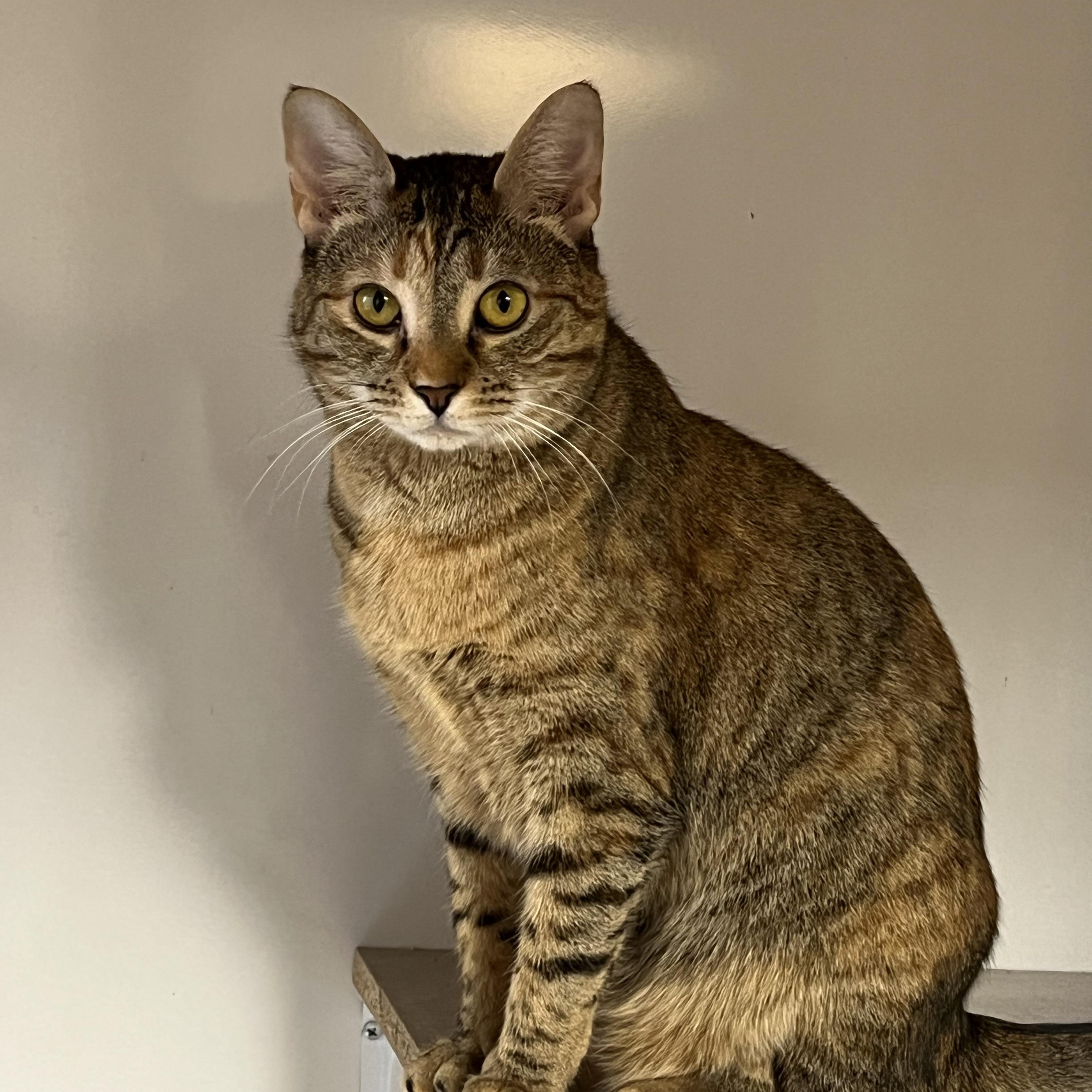 Enlarge Darcie, a Adoptable Domestic Short Hair in Knoxville, GA image 1/1